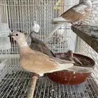 جوزياكريم معاعياله