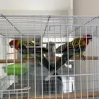 طير روزيلا
