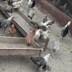 دجاج بلدي وفيومي للبيع