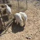 خروفين ورخل
