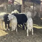 للبيع طليان طيبات