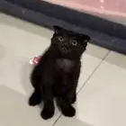 كيتن سكوتش فولد سوداء