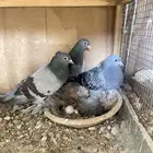 للبيع زوج حمام صنعاني بإنتاجه