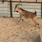 هجين وعول درجة اول
