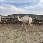 ناقه ذلول اصيله ام ثالث لقحه