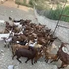 غنم مقاني مراح واحد