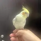 كروان للبيع