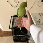 للبيع طير الدره