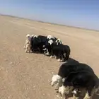 بهم نجد