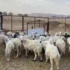 غنم حيل