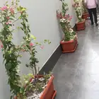 تنسيق الحدائق المنزلية