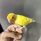 طيور روز للبيع على السوم