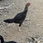 دجاج باكستاني