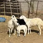 للبيع ثنوات حريات والد