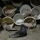 حمام مصري فيها إناثي وفيها ذكور منتجه وطبات