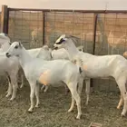 معزا بيشيات صنف ولد شي فاخررر من الاخر منوة القاني تم البيع