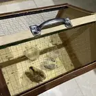 أرانب وصوص