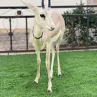 غزال ريمي
