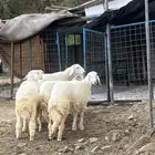 طليان رخال ذبايح طلي ذبيحة