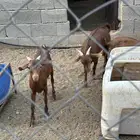 تيوس جنوبيات اعمارهن 4 شهور