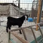 تيس ثلاجه