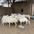 ضان دفيع ومتابيع