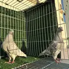 حمام باكستاني سليتر ( تم البيع )