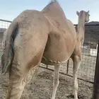 البيع ناقه