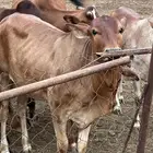 حسيله للبيع