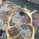 قرون غزال افريقي