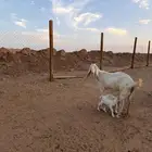 عنز برصا خصم متبع بجفرتين السن تامه شبب الموقع جنوب الرياض