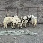 ضان مضاريع ودفيع