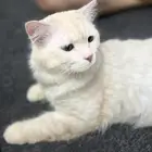 قطوه للتبني