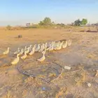للبيع بط بكيني