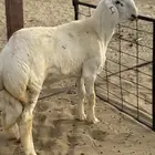 مشروع صنف الصنف