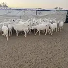 غنم ضان كفو