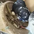 جوز باكستاني منتج بفروخه حاليا