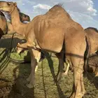 حشو قعدان فاخره