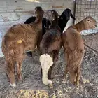طليان سواكني