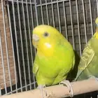 زوج بادجي منتج شرططط