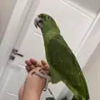 ببغاء امزوني يلوناب