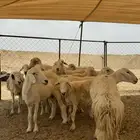 غنم حريات 18 بفحلها دفيع على كلام الدكتور والله اعلم