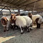 للبيع خرفان جبره