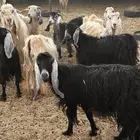 معزاء مراح للبيع