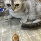 قطه قطط كيتن سكوتش فولد شورت هير بيور جميله ولعوبه و