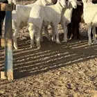 للبيع. طليان