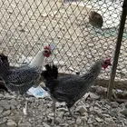 دجاج بلدي بياض