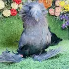للبيع طبه بخاره اسود
