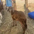 سواكنى تربيه ( تم البيع )