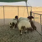 ذبايح نعيم تفريد أو جملة